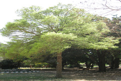 Polyalthia angustifolia